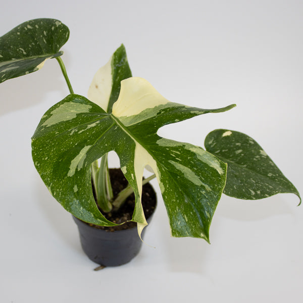 Monstera 'Creme Brûlée' Ø12cm H30cm