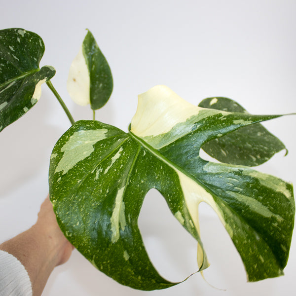 Monstera 'Creme Brûlée' Ø12cm H30cm