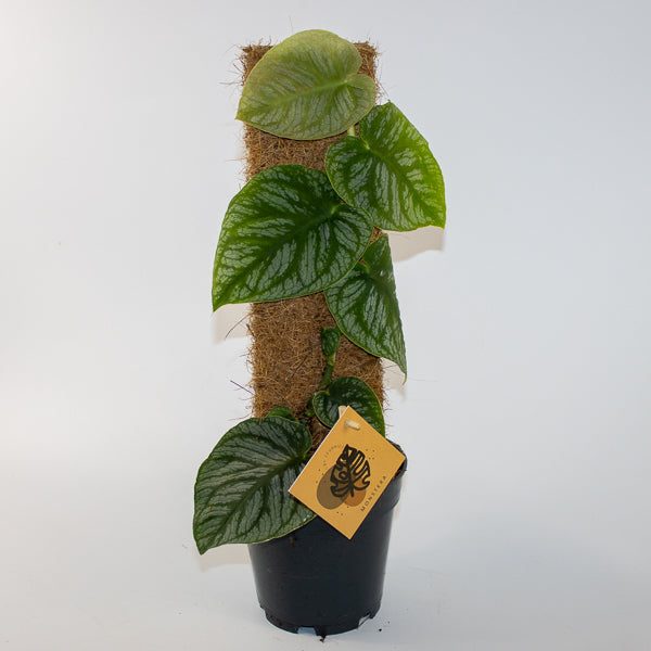 Monstera dubia Juveniel Ø14cm H46cm