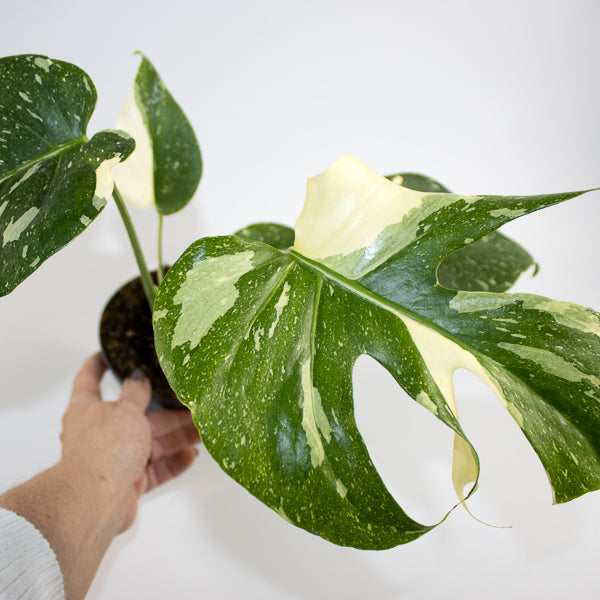 Monstera 'Creme Brûlée' Ø12cm H30cm