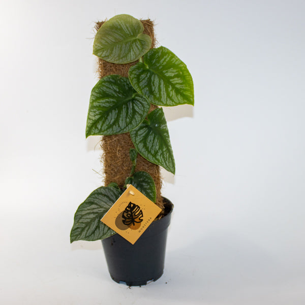 Monstera dubia Juveniel Ø14cm H46cm