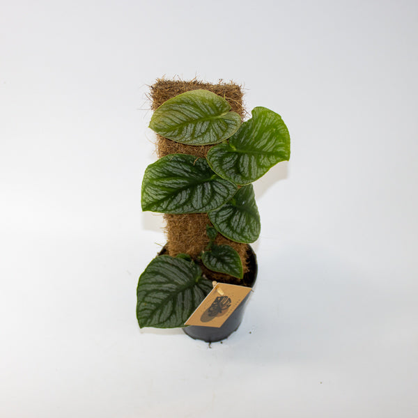 Monstera dubia Juveniel Ø14cm H46cm