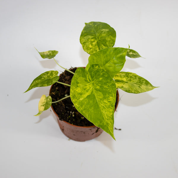 Alocasia gageana 'Aurea' Ø10.5cm H15cm