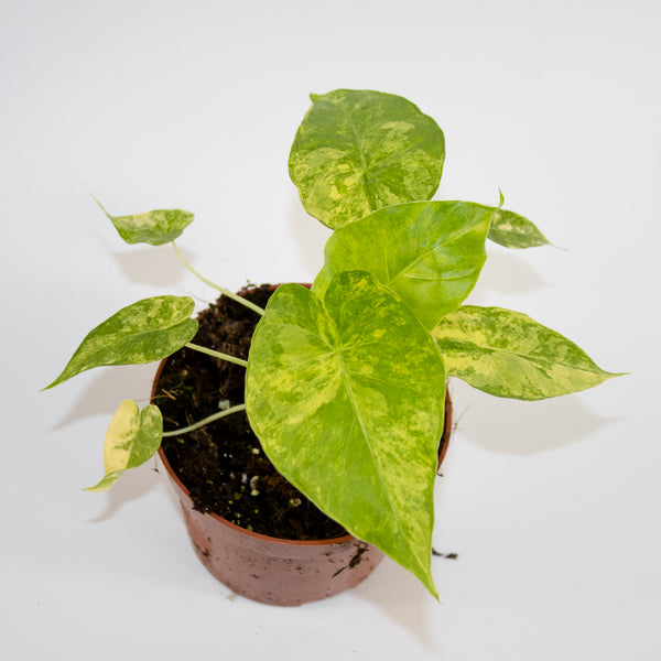 Alocasia gageana 'Aurea' Ø10.5cm H15cm