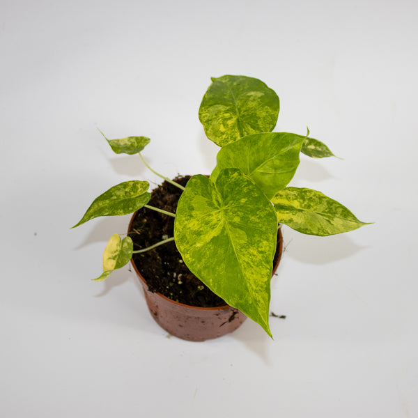 Alocasia gageana 'Aurea' Ø10.5cm H15cm