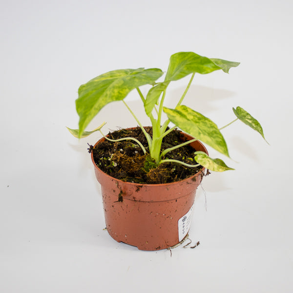 Alocasia gageana 'Aurea' Ø10.5cm H15cm