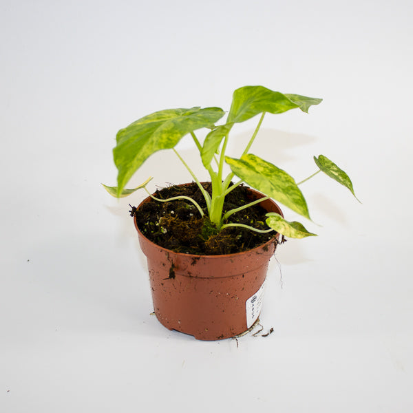 Alocasia gageana 'Aurea' Ø10.5cm H15cm