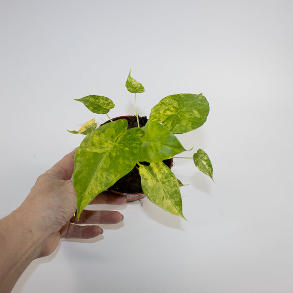 Alocasia gageana 'Aurea' Ø10.5cm H15cm