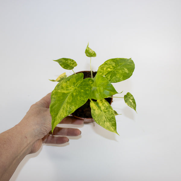 Alocasia gageana 'Aurea' Ø10.5cm H15cm - RESCUE-