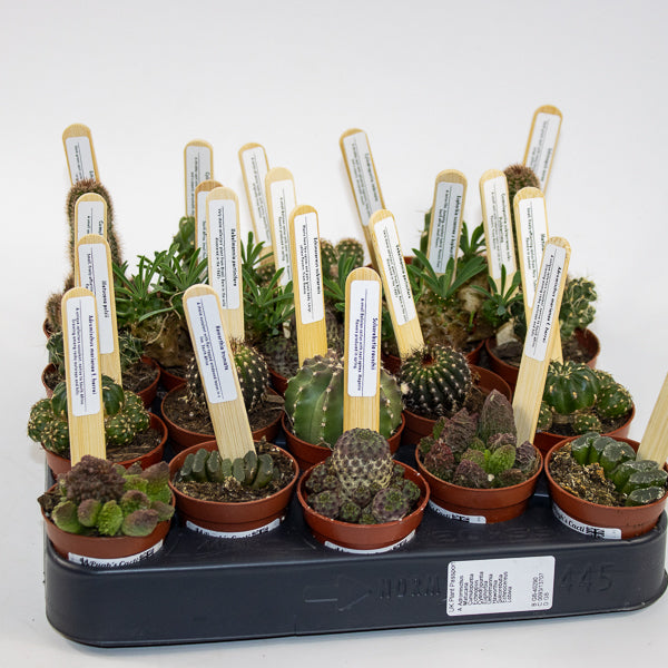 Choose one Collectors Cacti in Ø5.5cm pot from our selection
