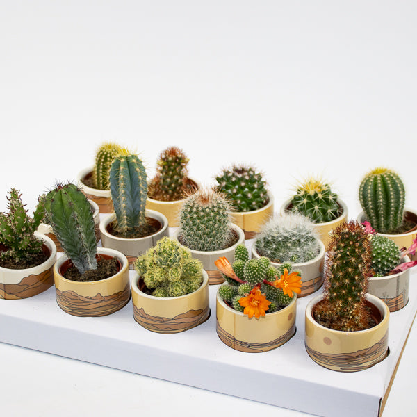 Mixed Cacti in Atacama Pot Ø5.5cm H10cm