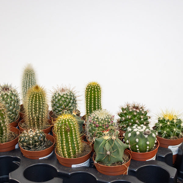 Select one Mixed Cacti in Ø5.5cm pot H10cm