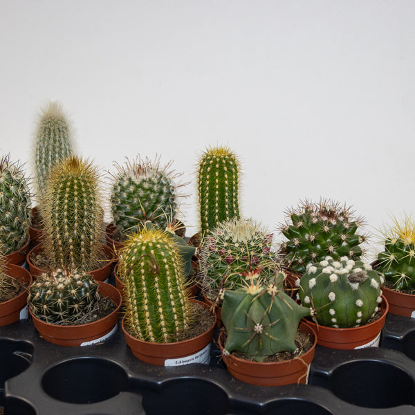 Select one Mixed Cacti in Ø5.5cm pot H10cm