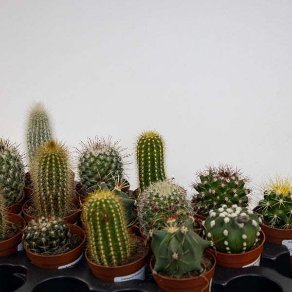 Select one Mixed Cacti in Ø5.5cm pot H10cm