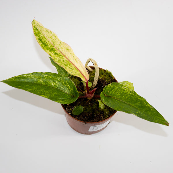Anthurium bonplandii 'Variegata' Ø12cm H25cm