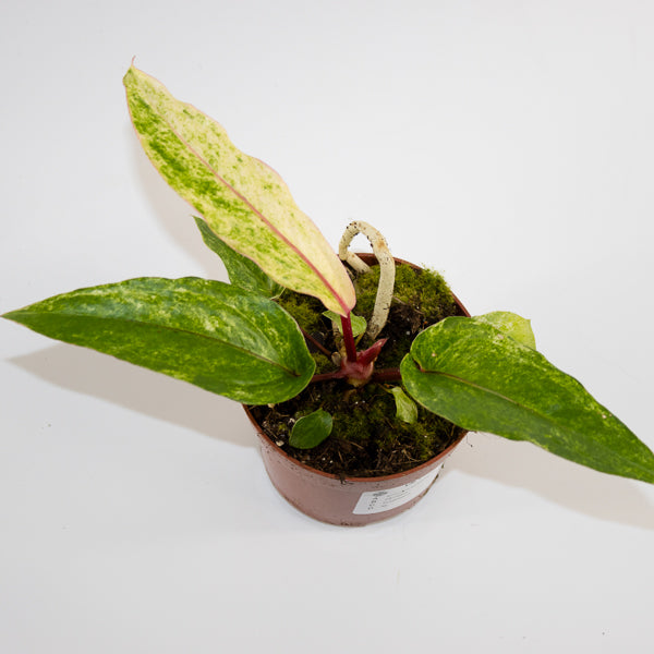 Anthurium bonplandii 'Variegata' Ø12cm H25cm