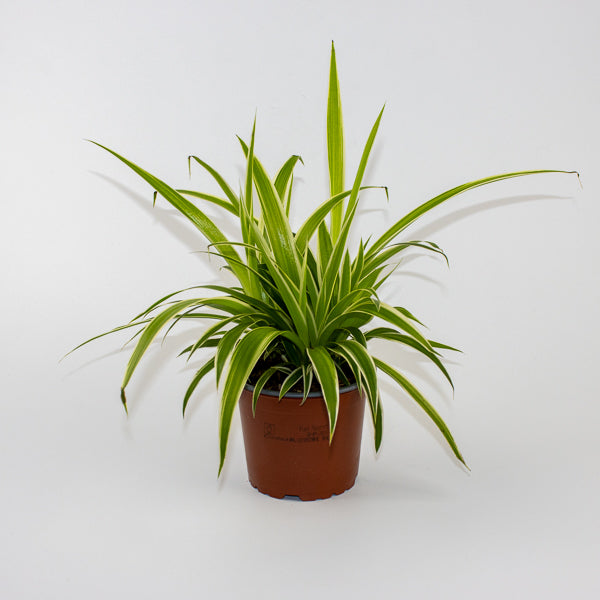 Chlorophytum Reverse Ø12cm H30cm