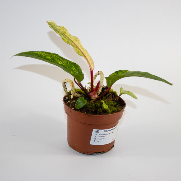 Anthurium bonplandii 'Variegata' Ø12cm H25cm