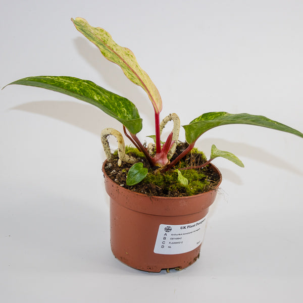 Anthurium bonplandii 'Variegata' Ø12cm H25cm
