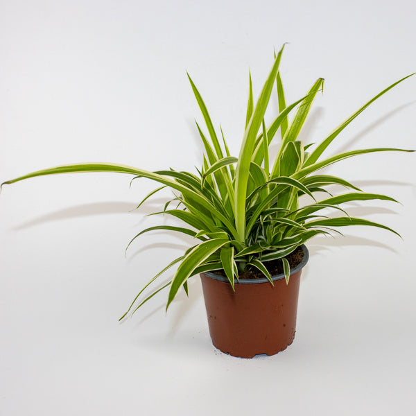 Chlorophytum Reverse Ø12cm H30cm