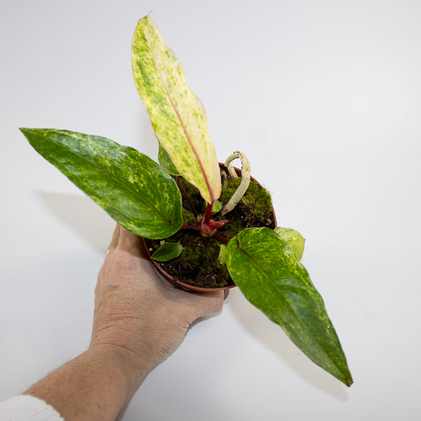Anthurium bonplandii 'Variegata' Ø12cm H25cm