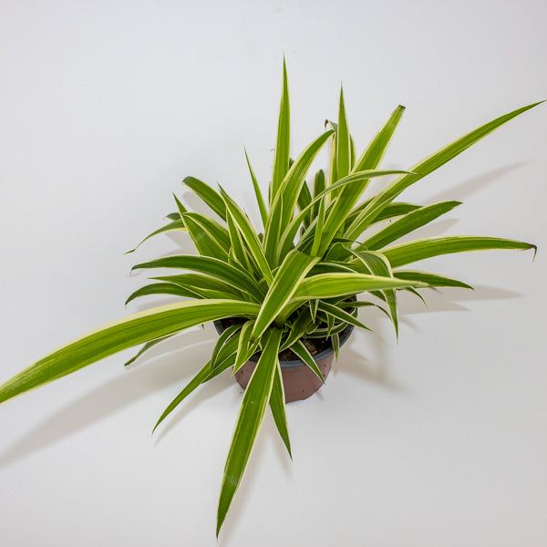 Chlorophytum Reverse Ø12cm H30cm