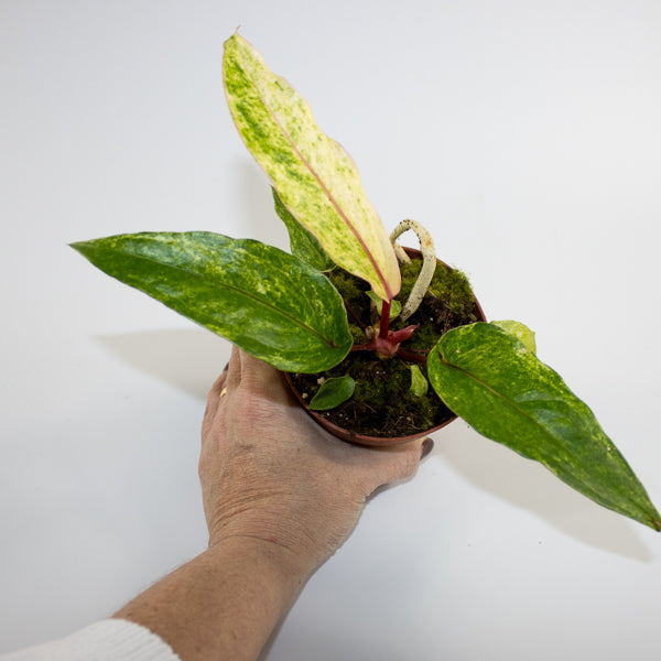 Anthurium bonplandii 'Variegata' Ø12cm H25cm