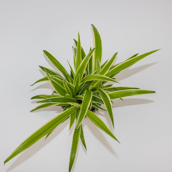 Chlorophytum Reverse Ø12cm H30cm