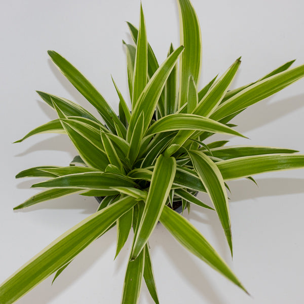 Chlorophytum Reverse Ø12cm H30cm