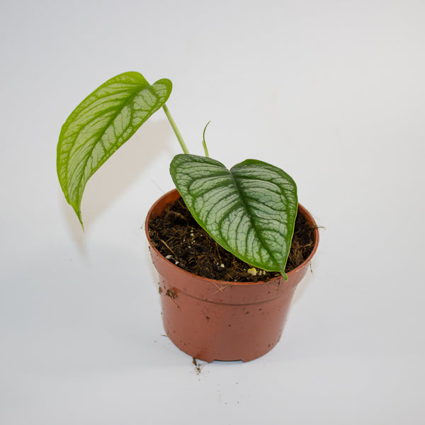 Monstera siltepecana 'El Salvador' Ø10.5cm H25cm