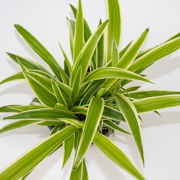 Chlorophytum Reverse Ø12cm H30cm