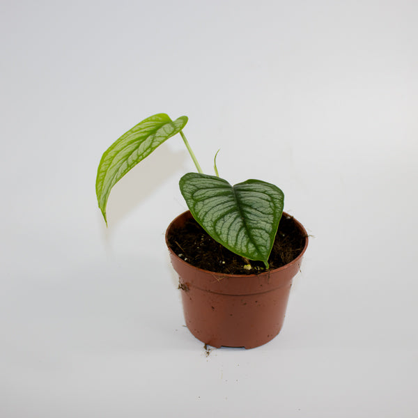 Monstera siltepecana 'El Salvador' Ø10.5cm H25cm