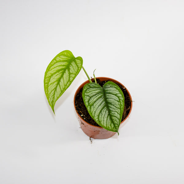 Monstera siltepecana 'El Salvador' Ø10.5cm H25cm