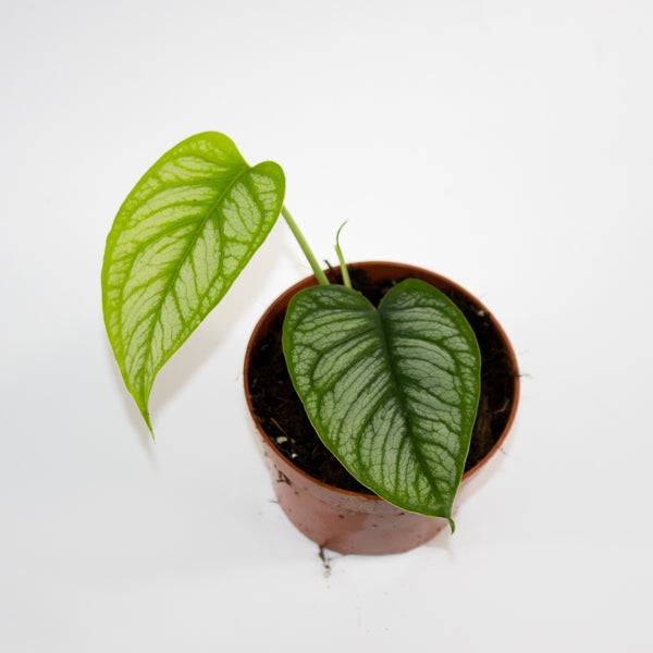Monstera siltepecana 'El Salvador' Ø10.5cm H25cm