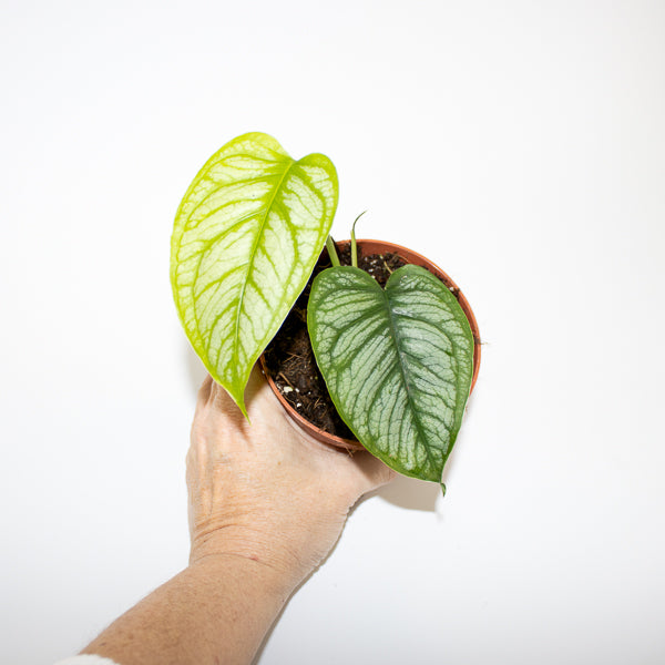 Monstera siltepecana 'El Salvador' Ø10.5cm H25cm