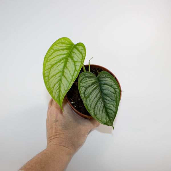 Monstera siltepecana 'El Salvador' Ø10.5cm H25cm