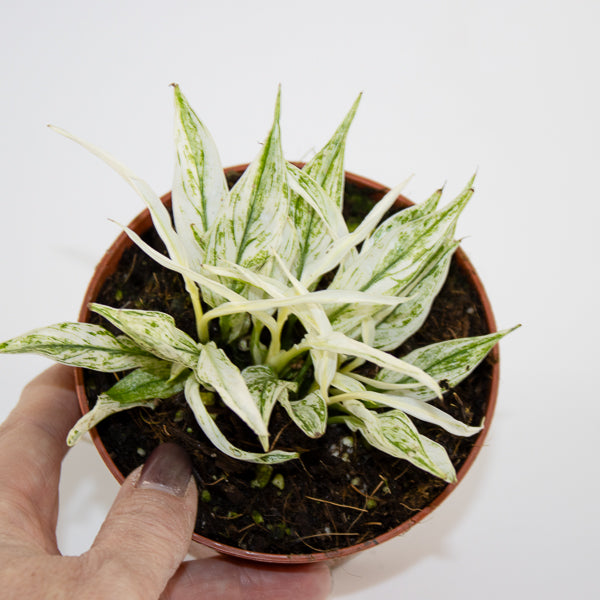 Spathiphyllum 'Sensation Variegata' Ø10.5cm H20cm