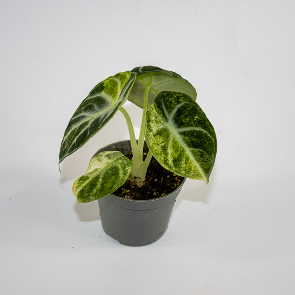Alocasia 'Ninja Variegated' Ø6cm H10cm