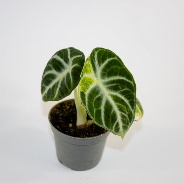 Alocasia 'Ninja Variegated' Ø6cm H10cm