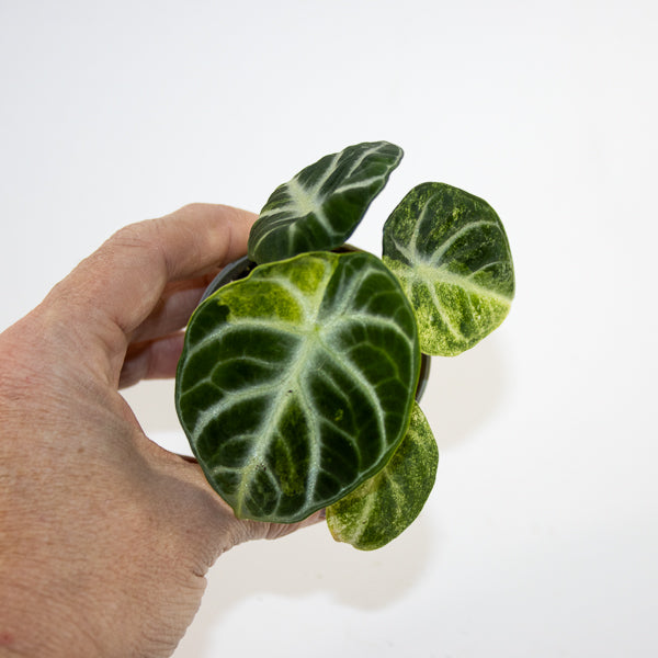Alocasia 'Ninja Variegated' Ø6cm H10cm