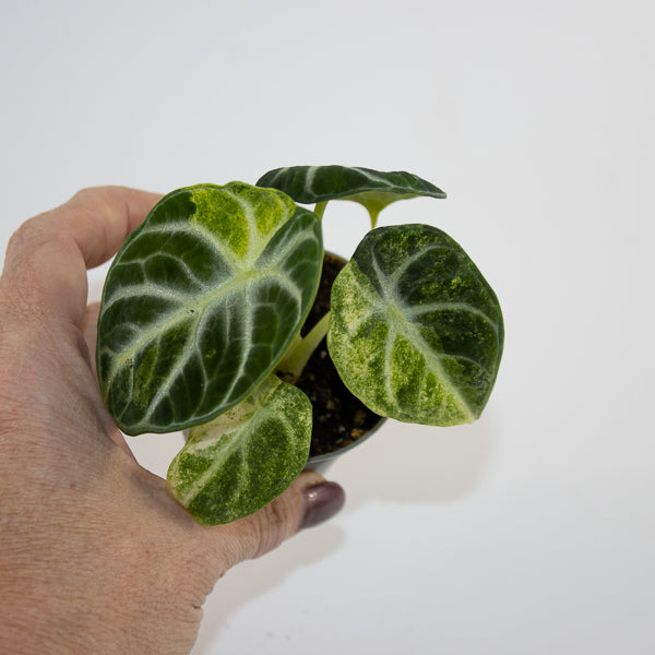 Alocasia 'Ninja Variegated' Ø6cm H10cm