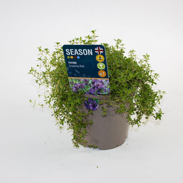 Thyme Creeping Red Ø12cm H20cm