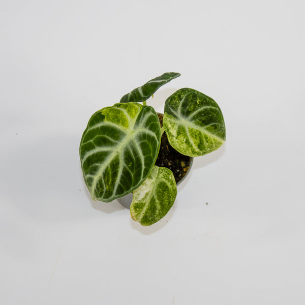 Alocasia 'Ninja Variegated' Ø6cm H10cm