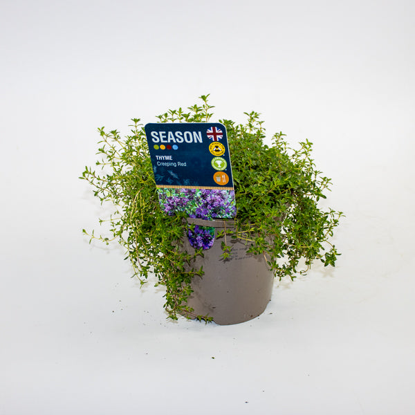 Thyme Creeping Red Ø12cm H20cm