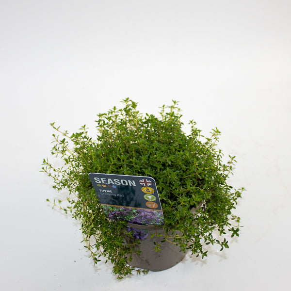 Thyme Creeping Red Ø12cm H20cm