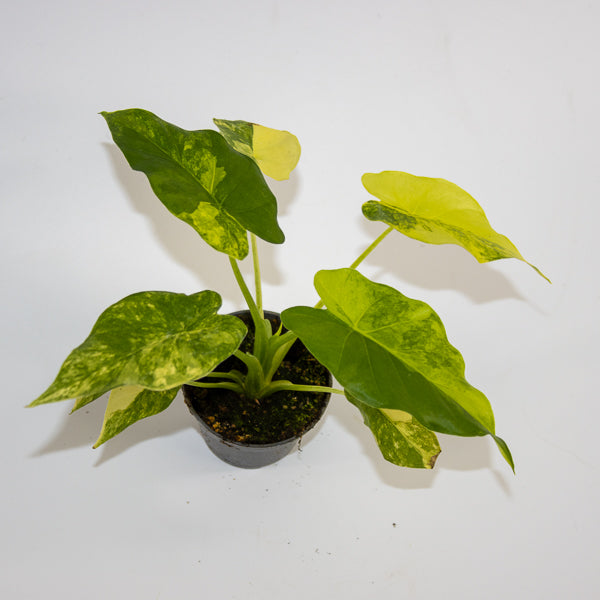 Alocasia macrorrhizos 'Aurea Variegata' Ø6cm H10cm