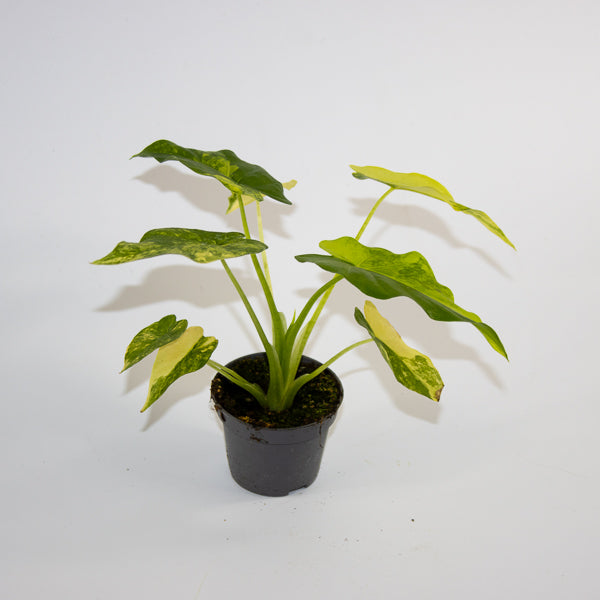 Alocasia macrorrhizos 'Aurea Variegata' Ø6cm H10cm