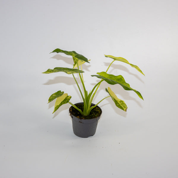 Alocasia macrorrhizos 'Aurea Variegata' Ø6cm H10cm
