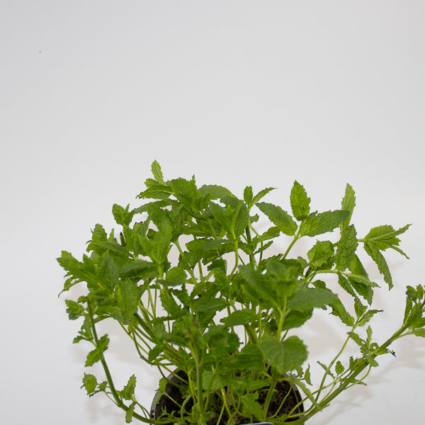 Mint Moroccan Ø12cm H20cm