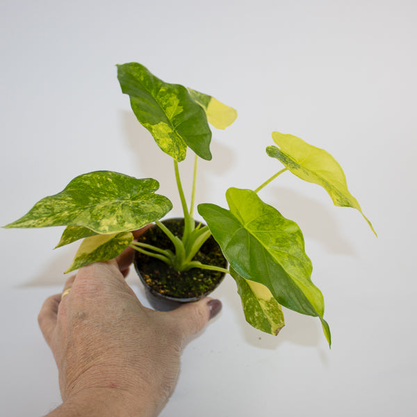Alocasia macrorrhizos 'Aurea Variegata' Ø6cm H10cm